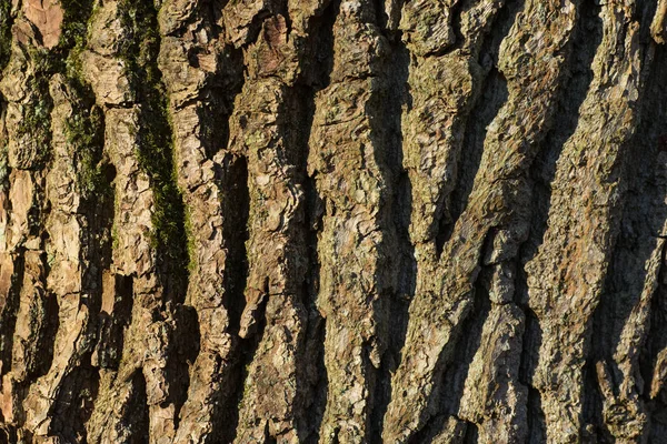 Close Old Wood Texture Wood Bark Surface — Stock Photo, Image