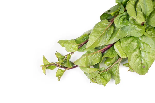 Organic Malabar Spinach Isolated White Background — Stock Photo, Image