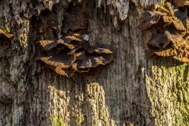 Vahşi mantarlı eski ağaç gövdesine yakın çekim