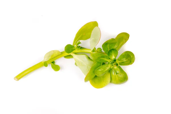 Органічний Здоровий Зелений Purslane Ізольований Білому Тлі — стокове фото