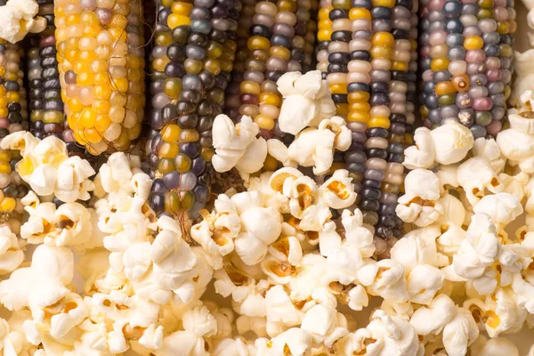 Szerves Szárított Tarka Kukorica Cob Készen Áll Pop Popcorn Vagy — Stock Fotó