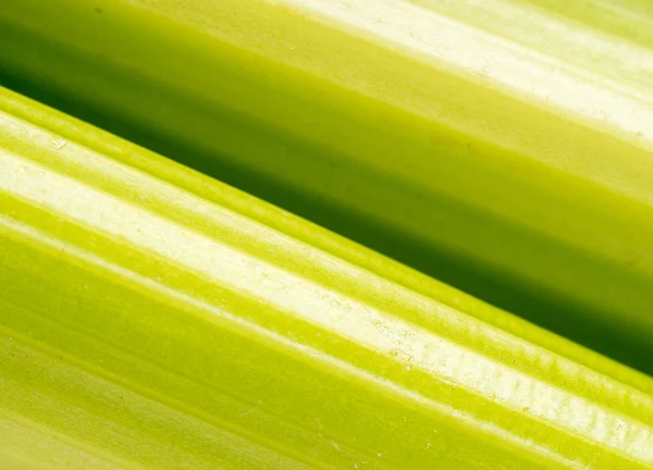 緑の鮮やかなセロリ野菜 クローズ アップ — ストック写真