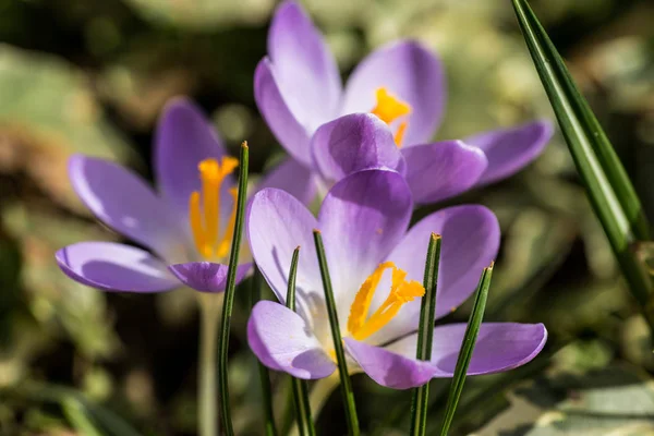 Primavera Llegado Anémonas Azafrán Plena Floración Con Color Lila Brillante —  Fotos de Stock