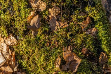 Vahşi mantarlı eski ağaç gövdesine yakın çekim