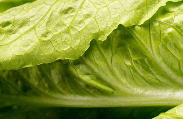 Close Organic Green Leaf Lettuce — Stock Photo, Image