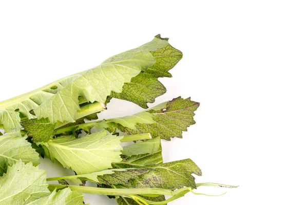 Organic Asian Cabbage Isolated White Background — Stock Photo, Image