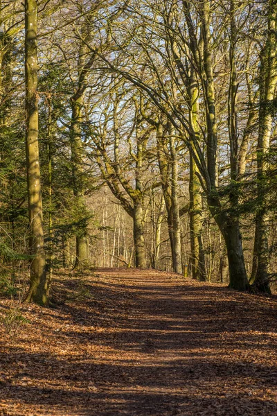 Vista Través Del Bosque Primavera Una Mañana Temprana Con Camino — Foto de Stock