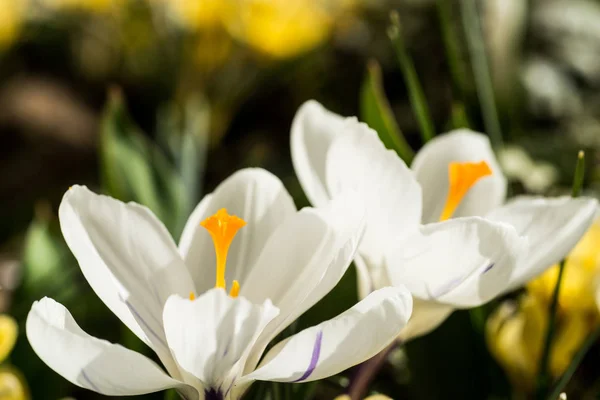 Primavera Arrivata Anemoni Crochi Piena Fioritura Con Colore Giallo Brillante — Foto Stock