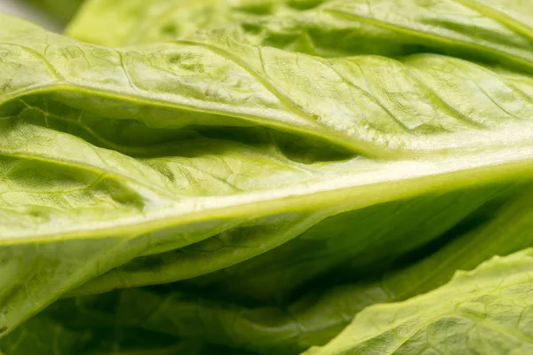 Detailní Záběr Organické Zelené Listy Salátu — Stock fotografie