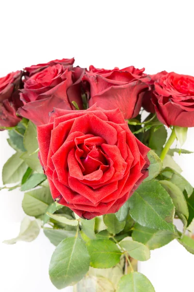 Ramo Hermosas Rosas Rojas Oscuras Aisladas Sobre Fondo Blanco —  Fotos de Stock