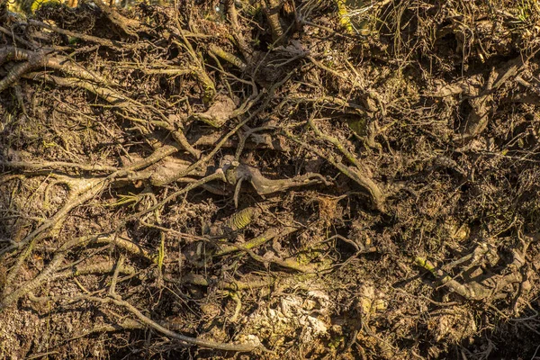 Close Old Weathered Roots Trees Forest Floor Sun Beams — Stock Photo, Image