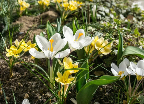 Ha llegado la primavera, anémonas y azafrán en plena floración —  Fotos de Stock