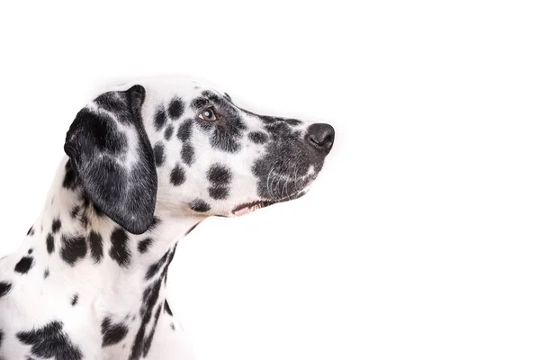 One Headshot of young dotted Dalmatian puppy — Stock Photo, Image