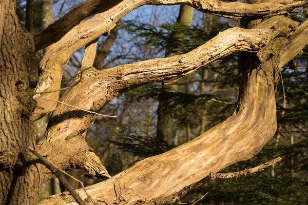 Primer plano de las ramas viejas en el árbol — Foto de Stock