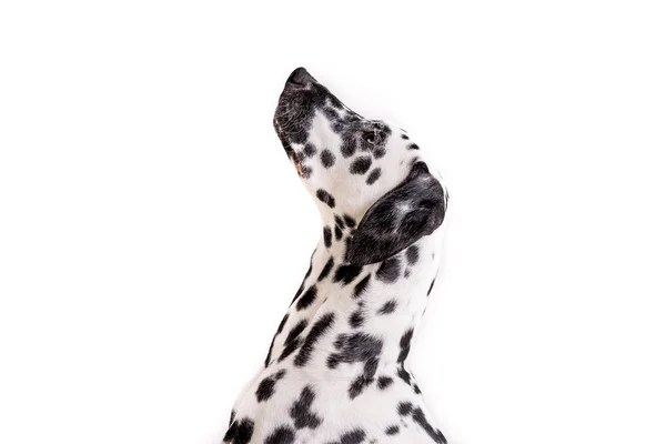 One Headshot of young dotted Dalmatian puppy — Stock Photo, Image