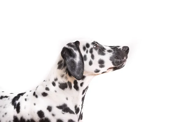 One Headshot of young dotted Dalmatian puppy — Stock Photo, Image