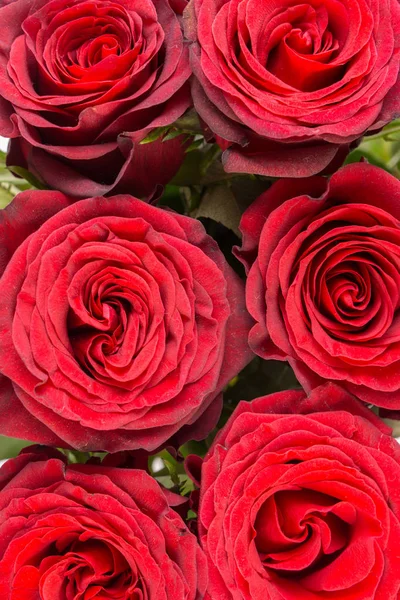 Nahaufnahme eines Straußes wunderschöner dunkelroter Rosen — Stockfoto