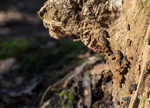 Close-up of tree trunk with wild-grown mushrooms — Stock Photo, Image