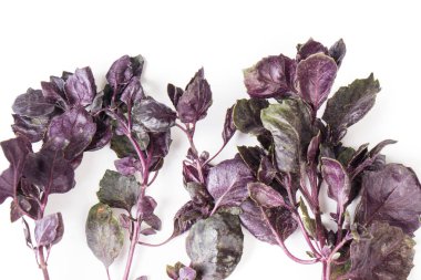 Beyaz organik kırmızı Fesleğen Demet