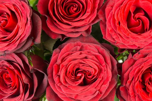 Nahaufnahme eines Straußes wunderschöner dunkelroter Rosen — Stockfoto