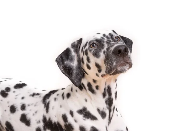 Een Headshot van jonge gestippelde Dalmatische pup — Stockfoto