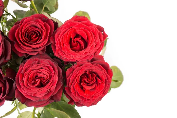 Primo piano di un mazzo di belle rose rosse scure — Foto Stock