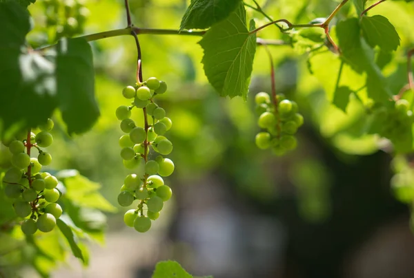 Green Organic Grapes hanging from the vine with the old tree trunks — Stock Photo, Image