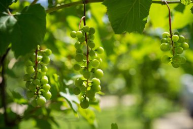Yeşil organik üzüm asma eski ağaç gövdeleri ile asılı