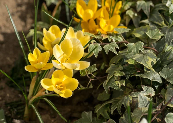 Printemps est venu, anémones et crocus en pleine floraison — Photo