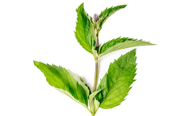 One single green fresh Organic Mint leaves — Stock Photo, Image