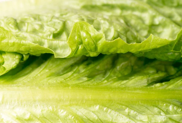 Nahaufnahme von grünem, knusprigem Salat, Vollformat — Stockfoto