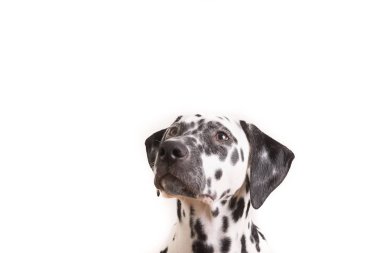 Genç noktalı Dalmaçyalı yavru bir Headshot