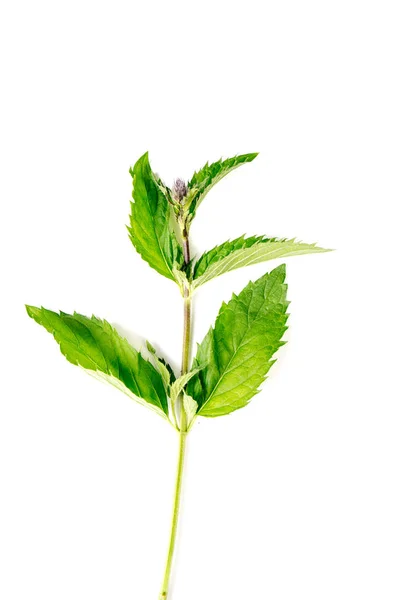 One branch of green single Organic Mint leaves — Stock Photo, Image