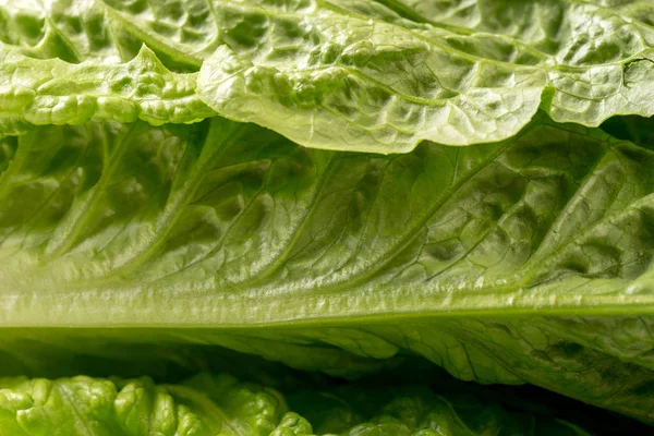 Nahaufnahme von grünem, knusprigem Salat, Vollformat — Stockfoto