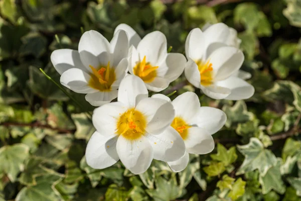 È arrivata la primavera, anemoni e crochi in piena fioritura — Foto Stock