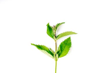 tek bir Yeşil taze organik Mint yaprakları