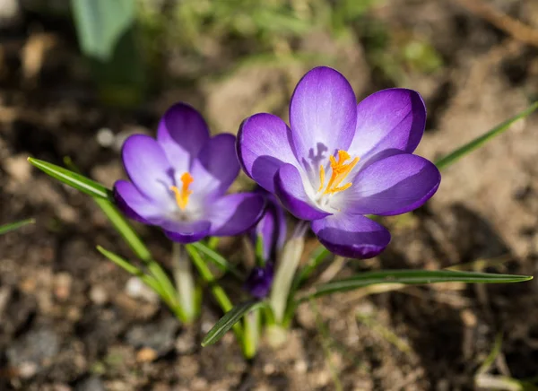 Ha llegado la primavera, anémonas y azafrán en plena floración —  Fotos de Stock