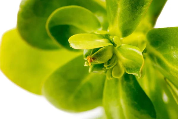 One Organic healthy Green Purslane closse up — Stock Photo, Image