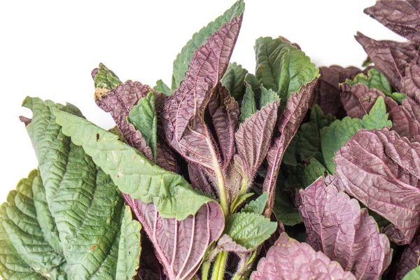 Red and green Organic amaranth leaves with copyspace — 스톡 사진