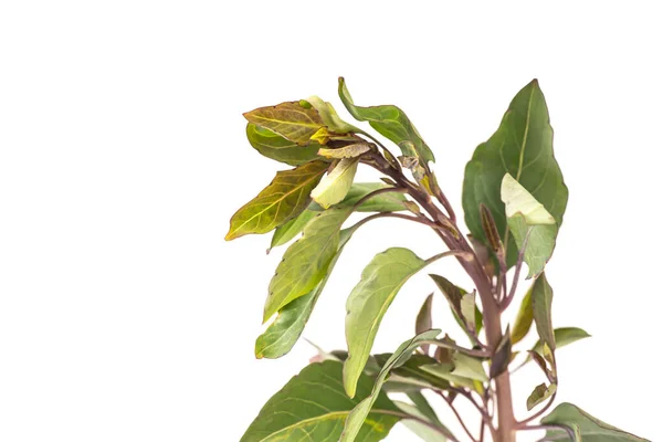 Topo de espinafre Malabar orgânico com espaço de cópia Fotografias De Stock Royalty-Free