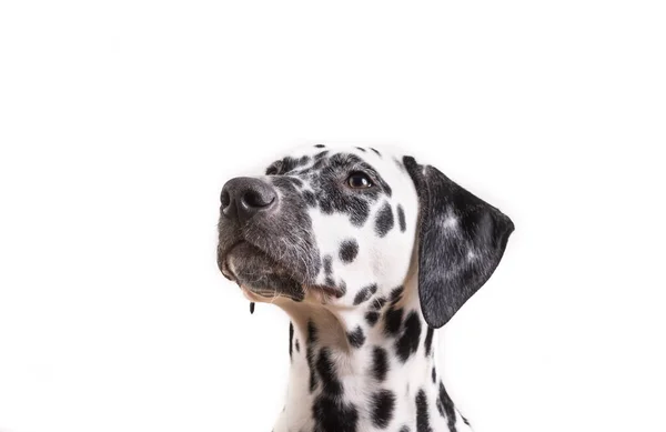 Um Headshot de filhote de cachorro dálmata pontilhado jovem Imagem De Stock