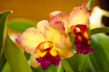 Güzel sığır çobanı, güzel sarı ve kırmızı çiçekler açan