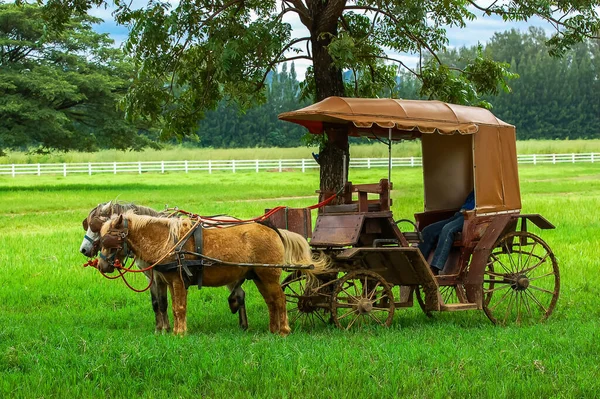 The horse cart driver take a rest by having a nap under the shade of a tree