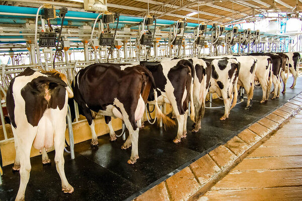 Ten milk cows are comfortably feeding on the farm to wait for the next milk lactate.