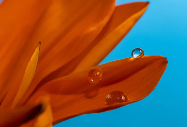 macro drops of water on flower and leaf petals, very colorful close-ups, nice visual effects. amazing reflections in drops of water