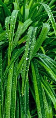     yeşil çimen yağmurdan sonra