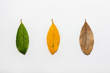 Yaz mevsiminden sonbahar mevsimine geçişi temsil eden üç farklı renk koyu yaprağı. Beyaz zemin üzerinde yeşil, sarı ve kuru yapraklar ve metin için boşluk. simetrik düzen