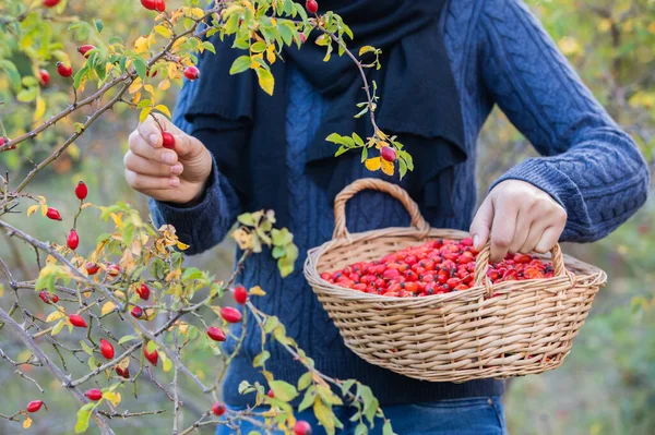 Руки Юной Девушки Собирают Красные Спелые Шиповники Кустов Корзина Девушки — стоковое фото