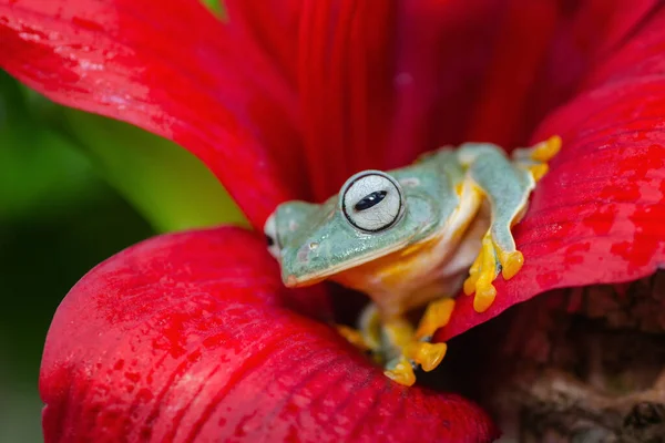 Rana Verde Del Árbol Encaramada Flor Roja —  Fotos de Stock