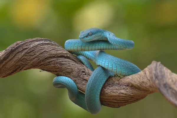蓝色绝缘体或蓝色毒蛇 — 图库照片